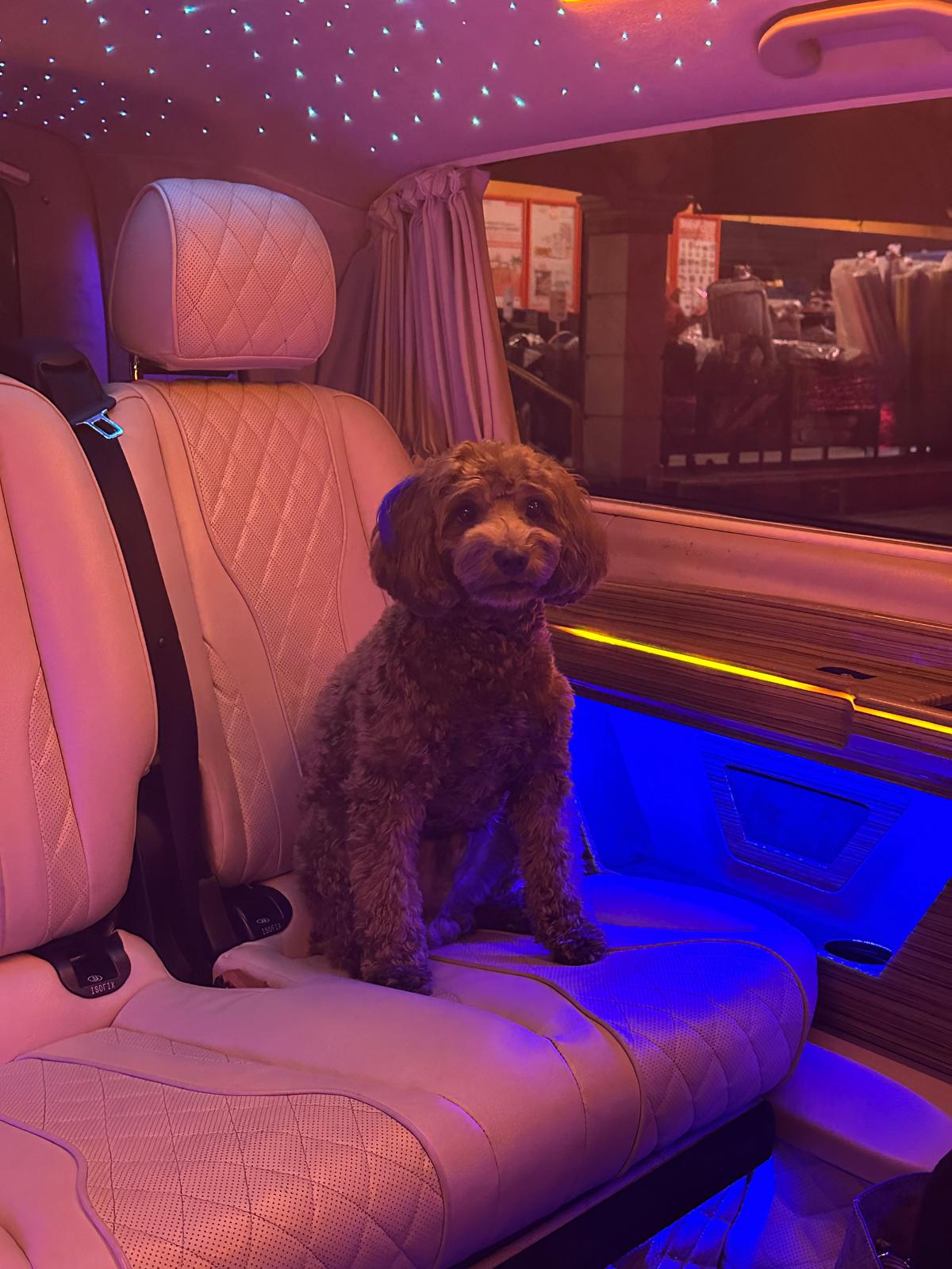 Pet-Friendly Transfer Service
